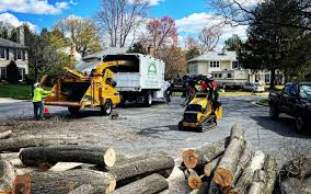 Professional  Tree Services in Morgantown, PA