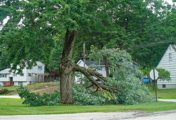 Tree and Shrub Care in Morgantown, PA