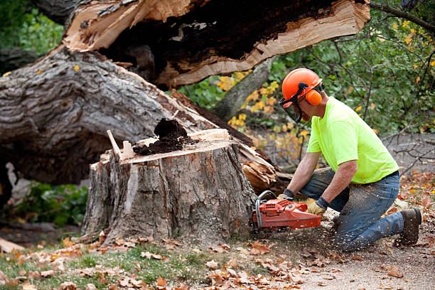 Best Commercial Tree Services  in Morgantown, PA