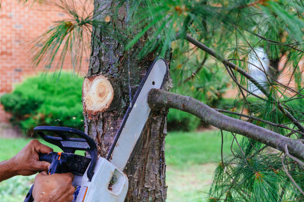 Why Choose Our Tree Removal Services in Morgantown, PA?